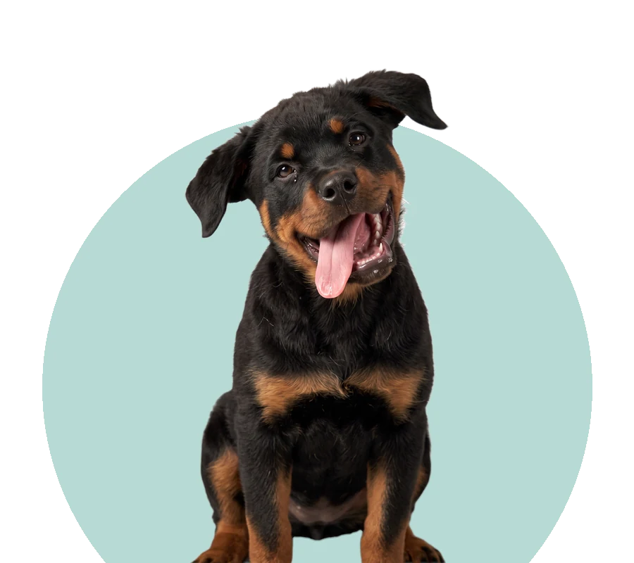 Rottweilerpup houdt zijn kop schuin