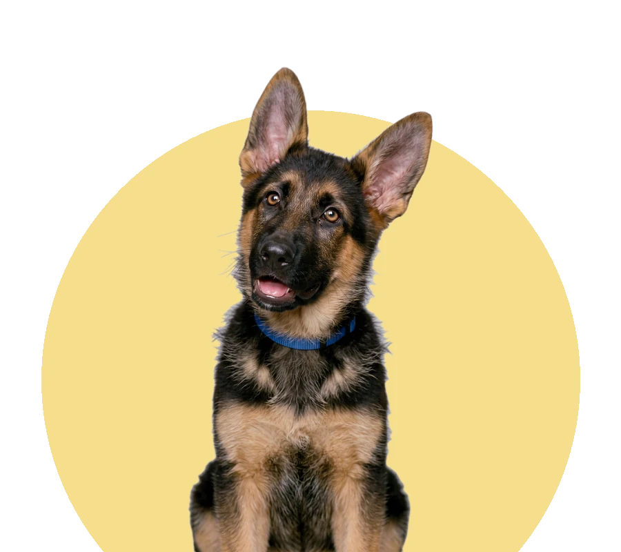 Duitse herderpup
