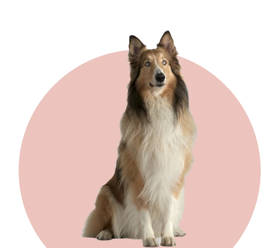 Collie