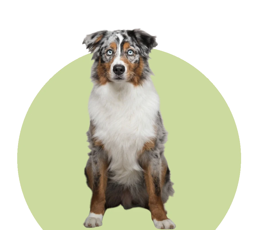 Australian shepherd