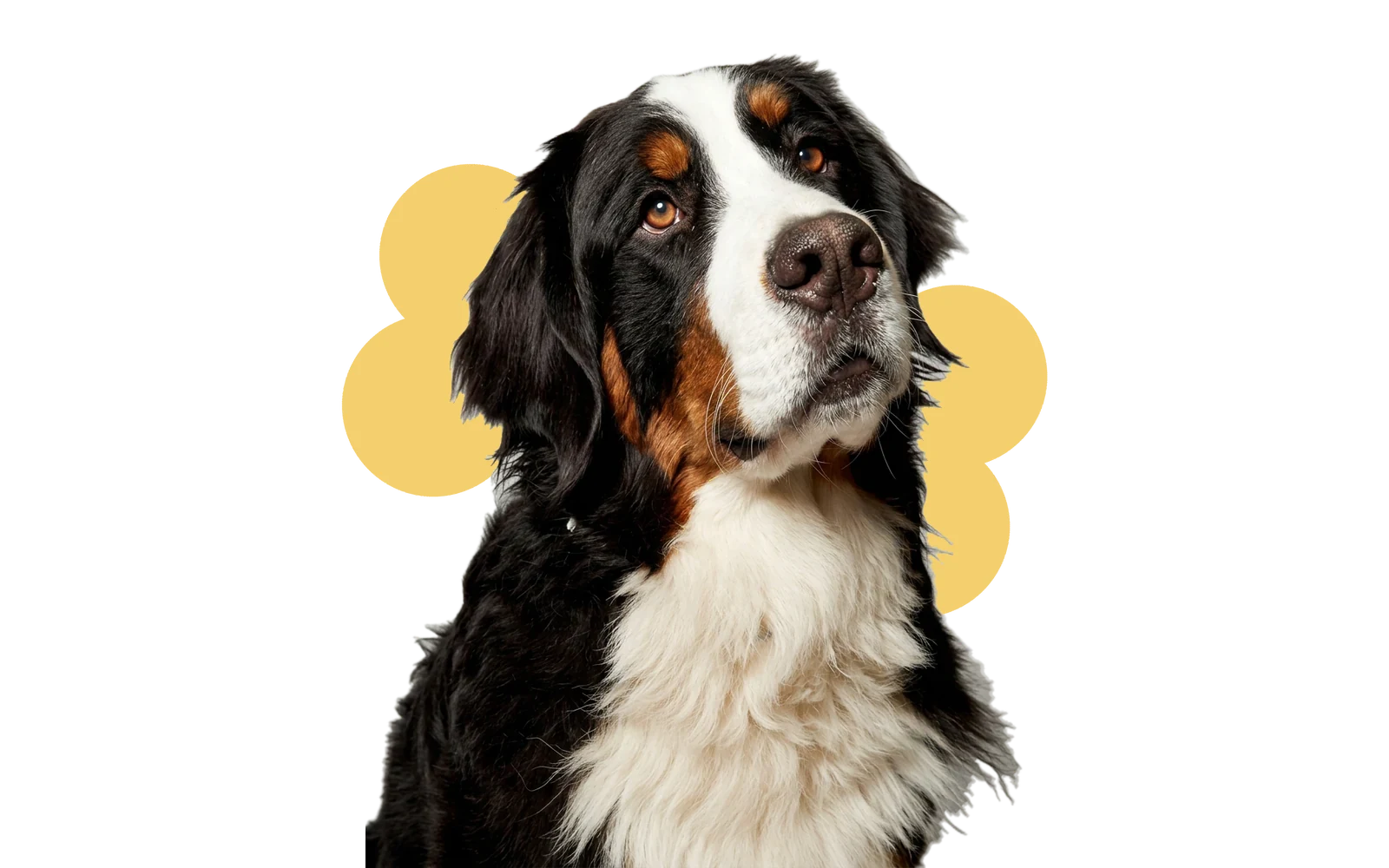 Berner sennenhond kijkt omhoog