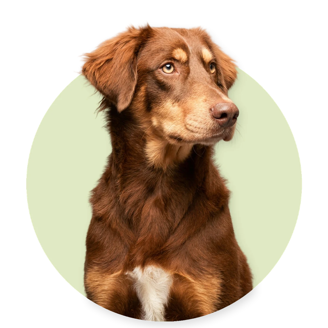 Bruine hond met lichte wenkbrauwvlekken kijkt opzij