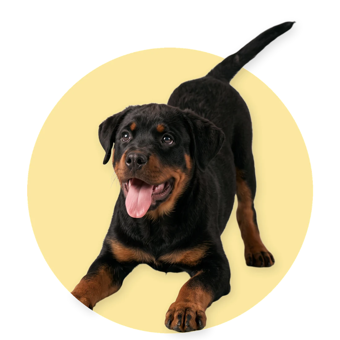 Rottweilerpuppy in speelhouding met de tong uit de bek