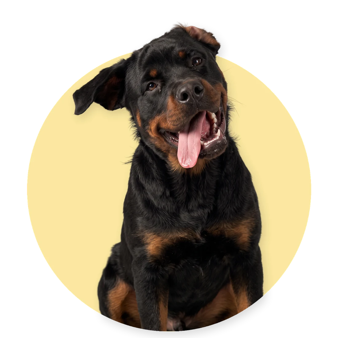 Jonge rottweiler met de kop schuin en de tong uit de bek