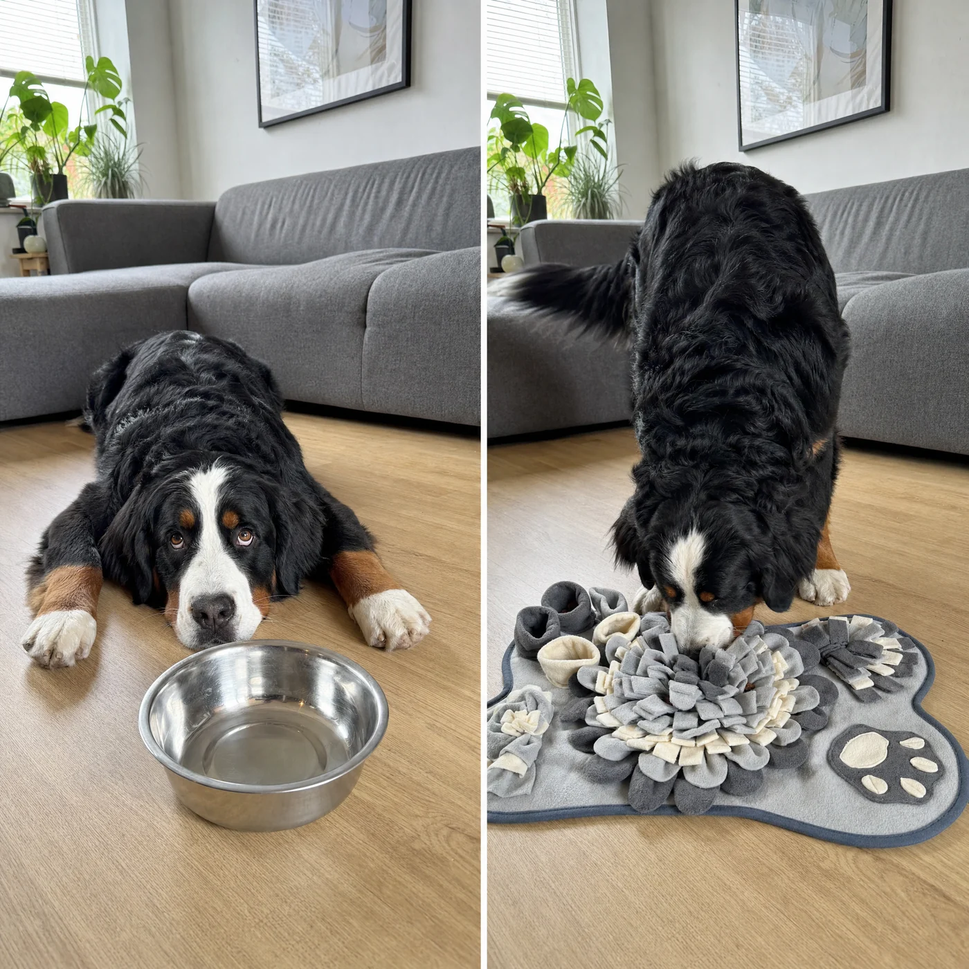 Links een berner sennenhond die wacht bij een lege voerbak, rechts dezelfde hond die zoekt op een snuffelmat