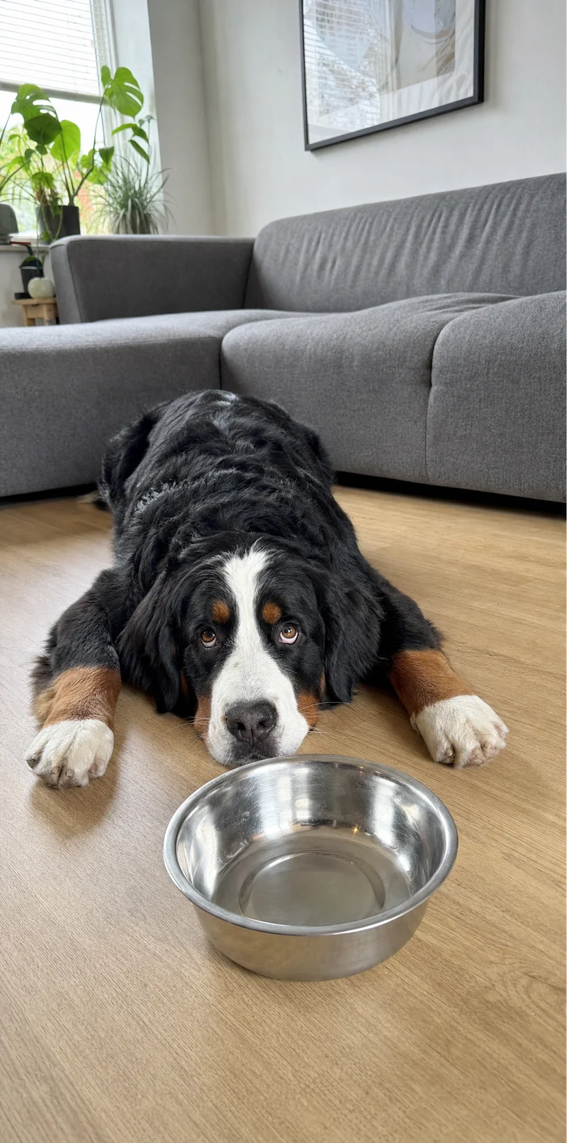 Berner sennenhond ligt te wachten bij een lege voerbak